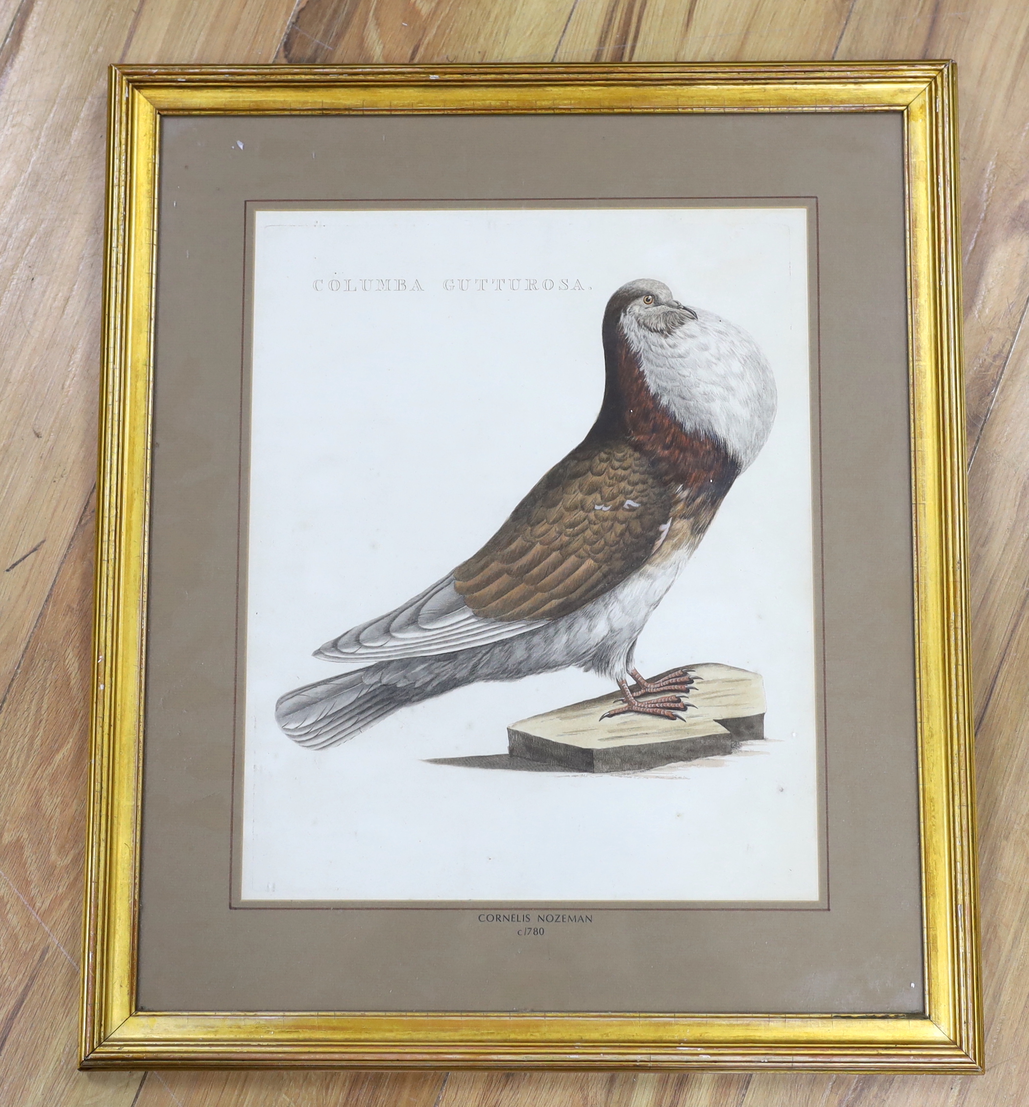 After Cornelis Nozeman (Dutch, 1721-1786), coloured engraving, Pigeon (Colmba Gutturosa), inscribed to the mount, 40 x 32cm